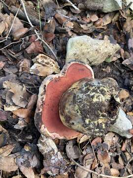 Image of wolf bolete