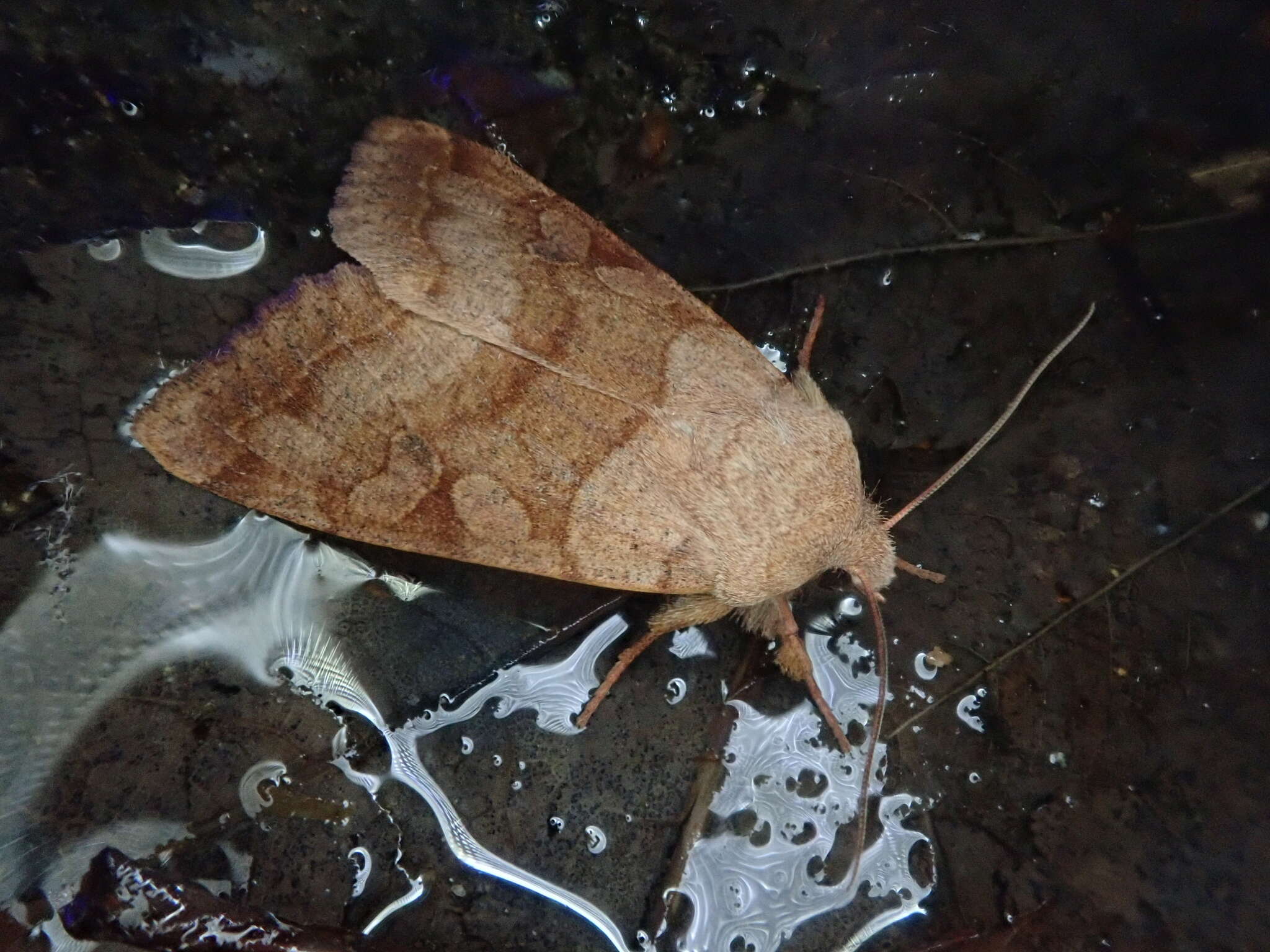 Слика од Orthosia aoyamensis Matsumura 1926