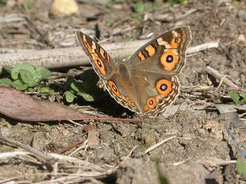 Image of Meadow Argus