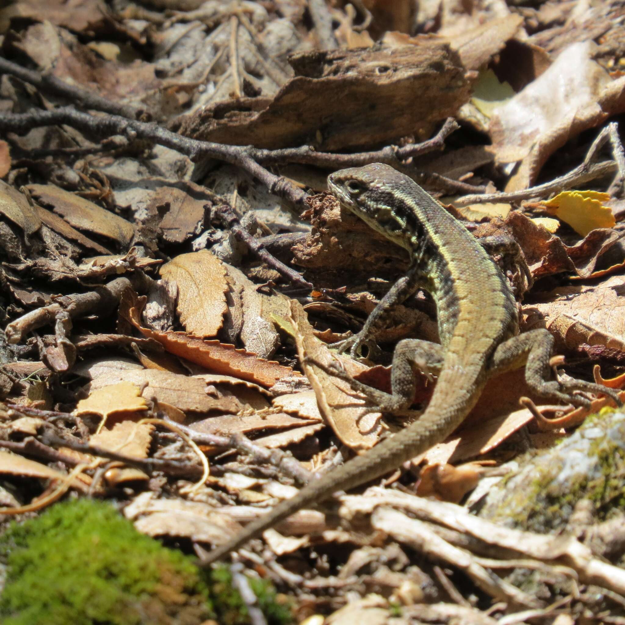 Liolaemus septentrionalis Pincheira-donoso & Nunez 2005的圖片