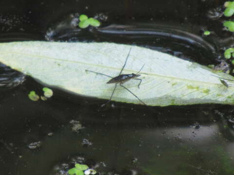 Image of Pond Skate