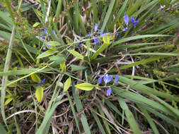 Image of Polygala serpyllifolia J. A. C. Hose