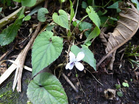 صورة Viola canescens Wall.