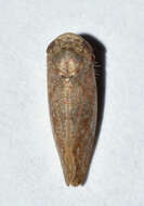 Image of Paraphlepsius (Gamarex) continuus De Long 1938