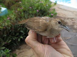 Image of Northern Brownbul