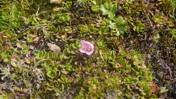 Imagem de Lysimachia serpens (Hochst. ex A. DC.) U. Manns & Anderb.