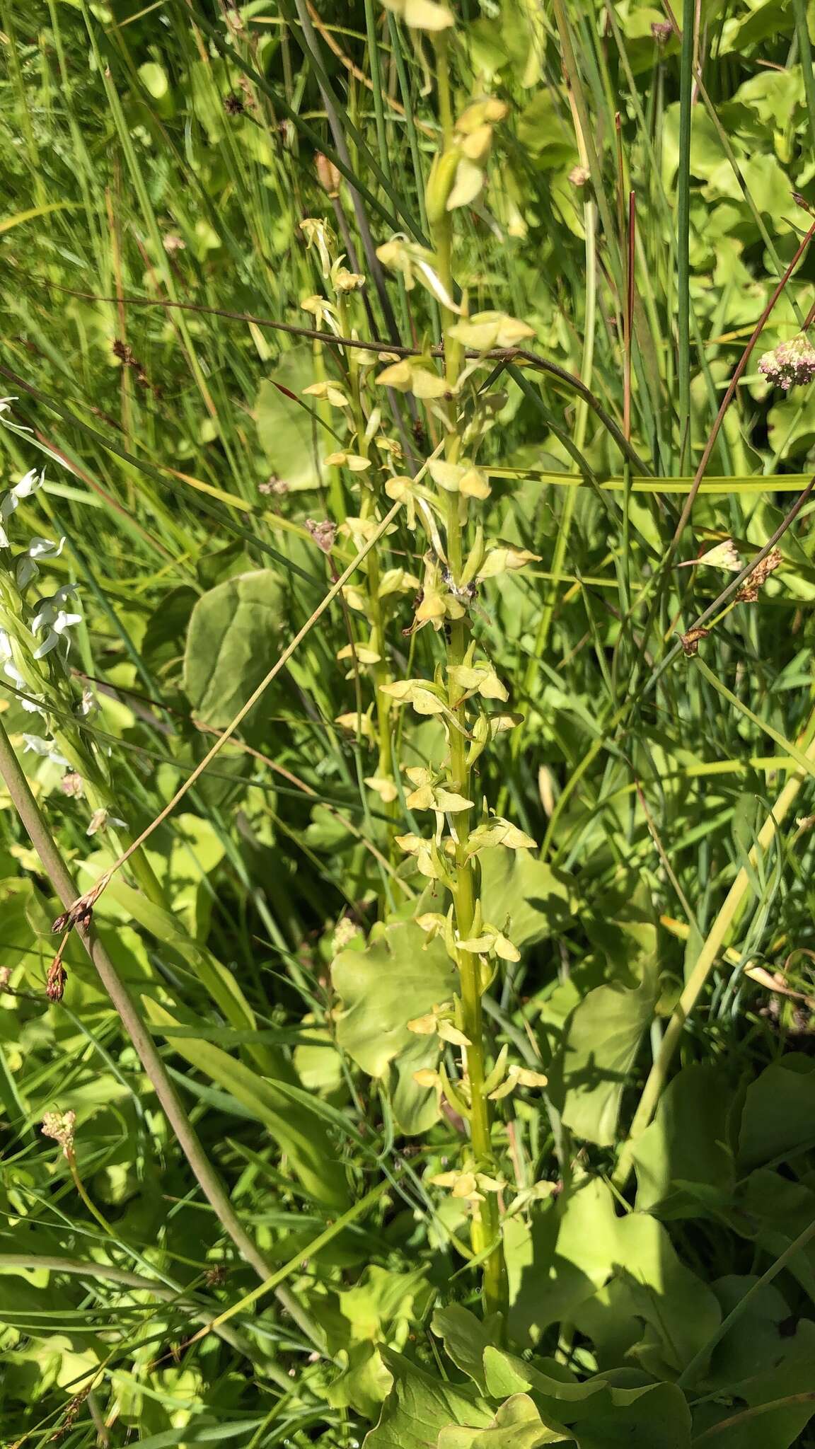 Image of Canyon Bog Orchid