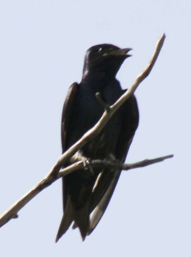 Image of Cuban Martin