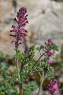 Image of drug fumitory