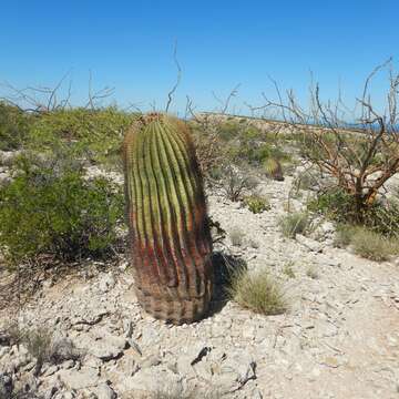 Image of Ferocactus diguetii (F. A. C. Weber) Britton & Rose