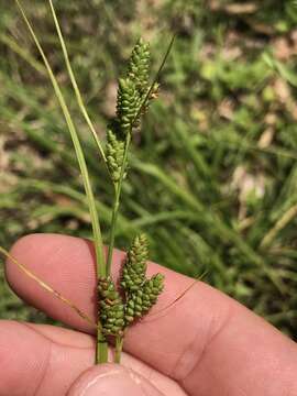 Image of fuzzy wuzzy sedge