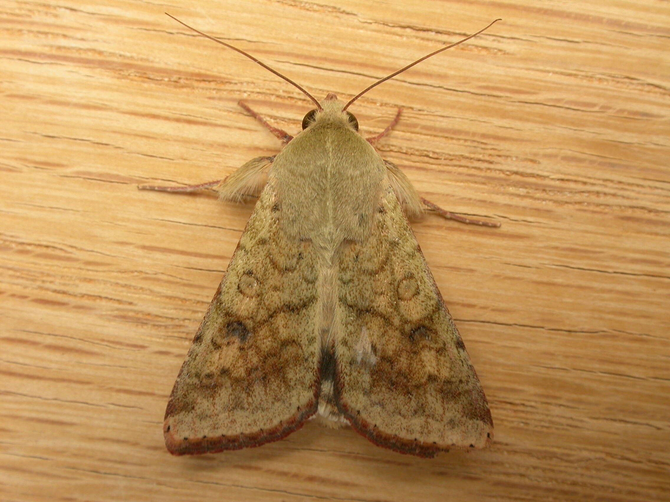 Image of cotton bollworm