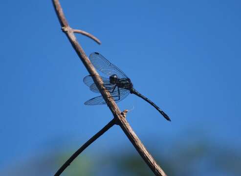 Слика од <i>Hylaeothemis apicalis</i> Fraser 1924