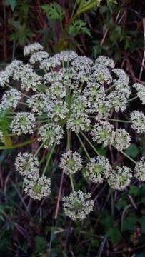 Image of Angelica morii Hayata