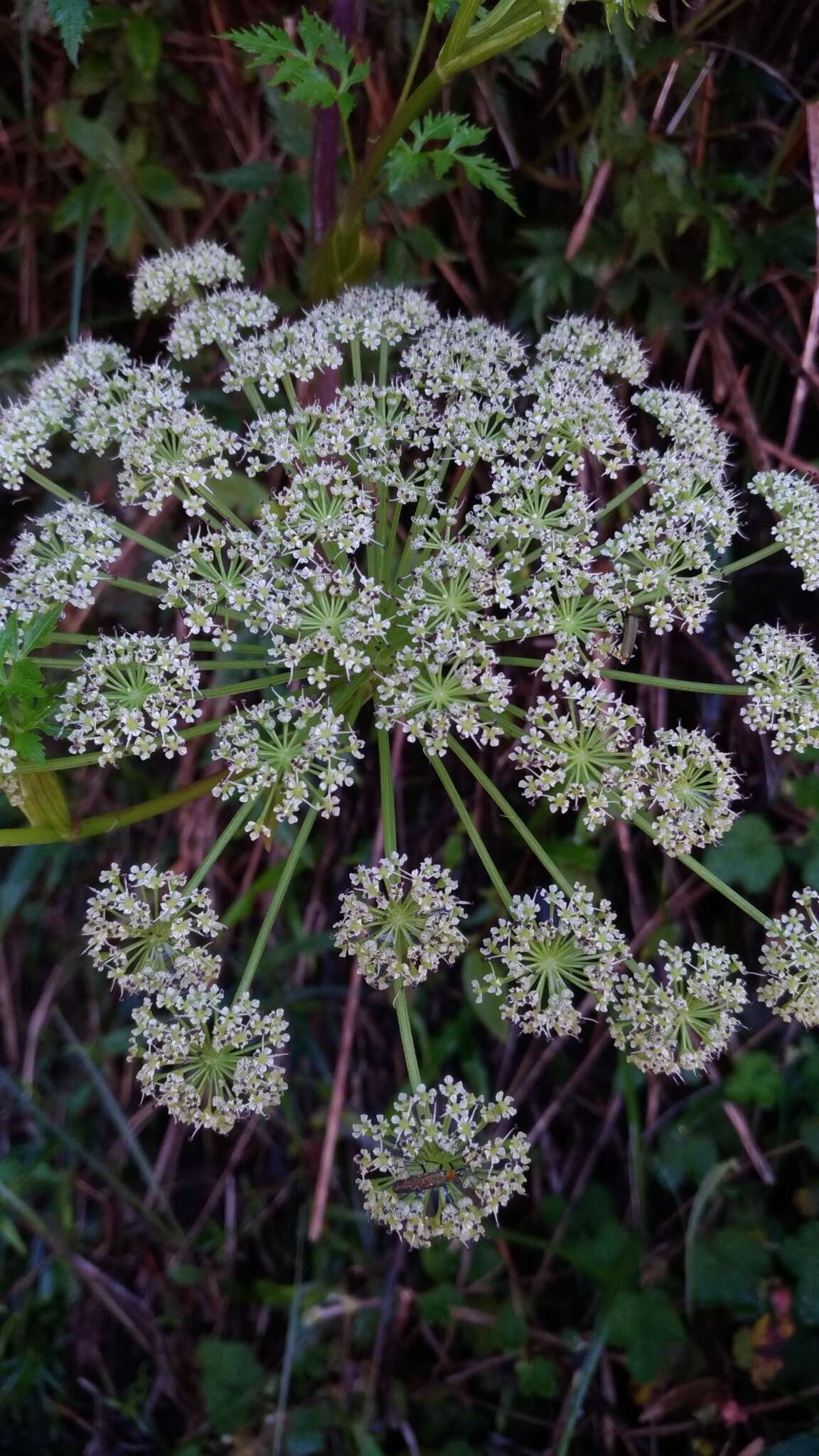 Слика од Angelica morii Hayata