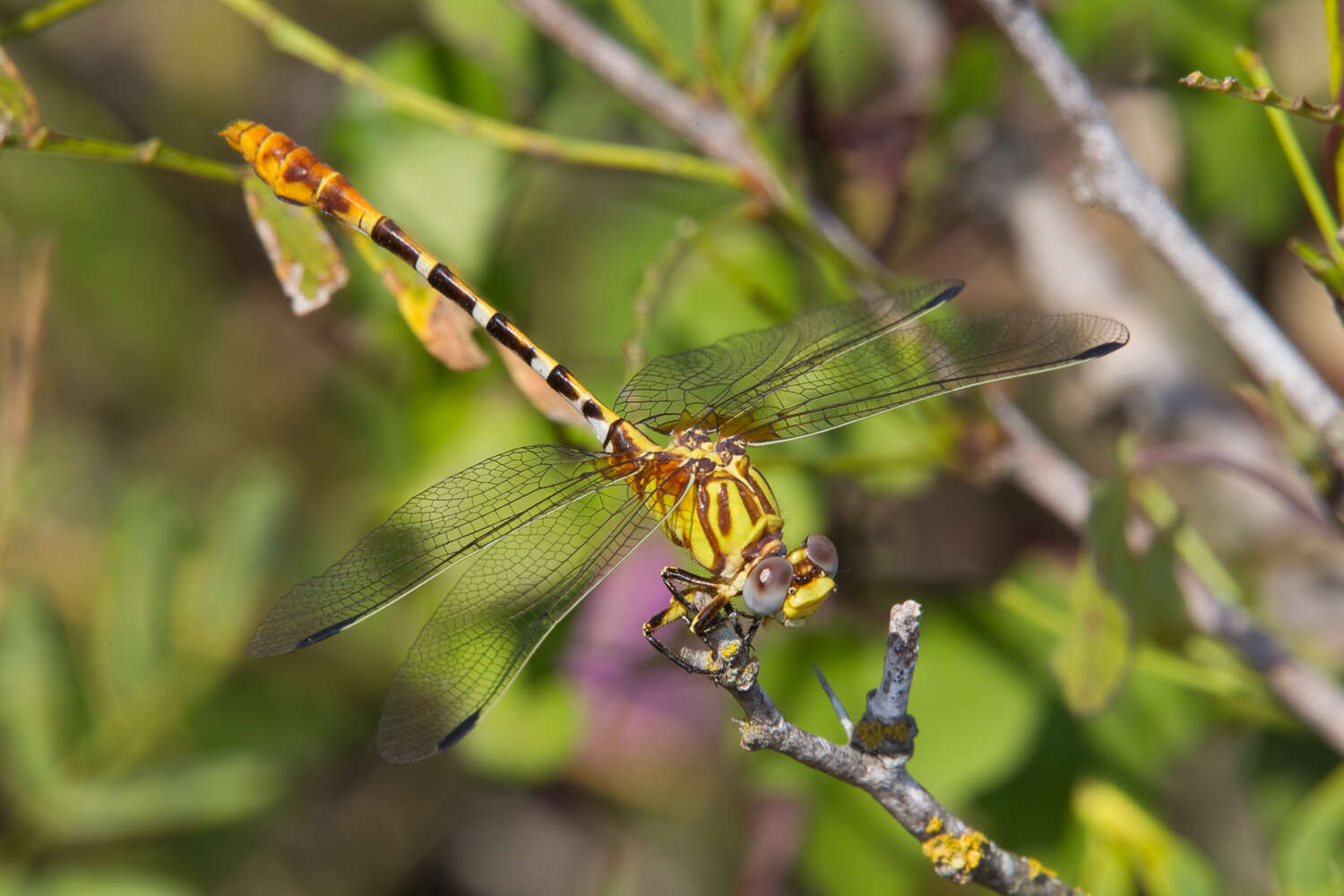 Imagem de Erpetogomphus designatus Hagen ex Selys 1858