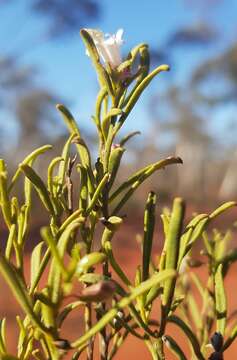 Eremophila caperata Chinnock resmi