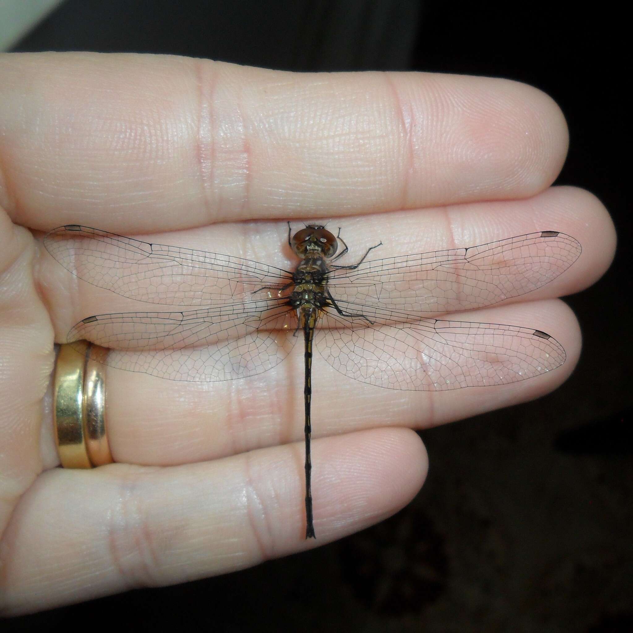 Image de Macrothemis heteronycha (Calvert 1909)