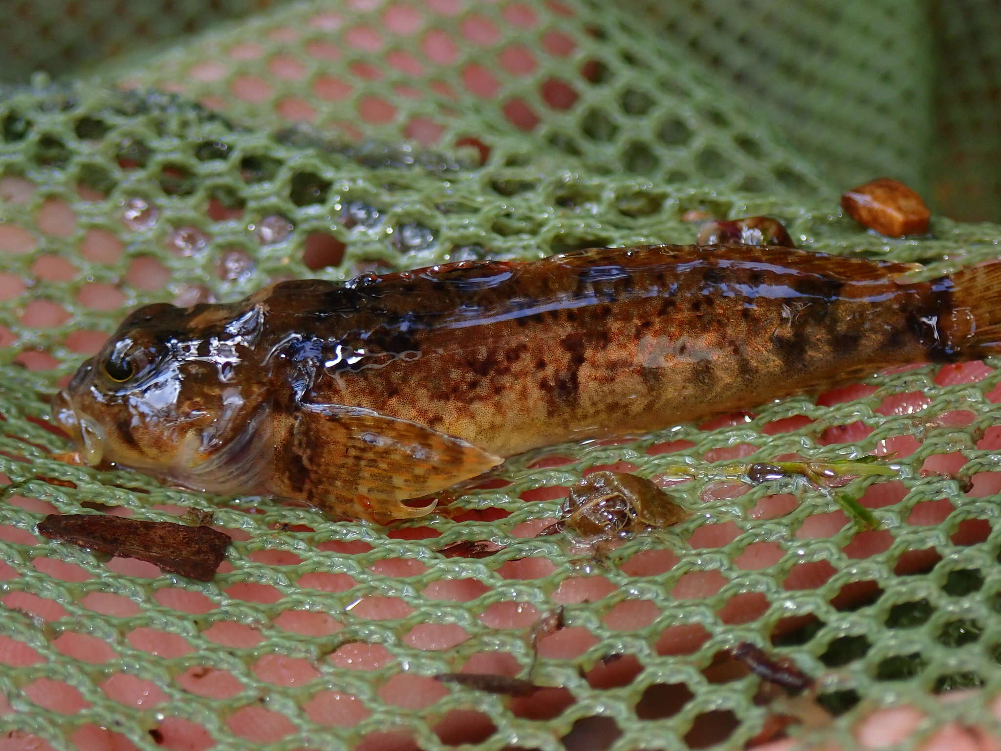 Imagem de Cottus immaculatus Kinziger & Wood 2010