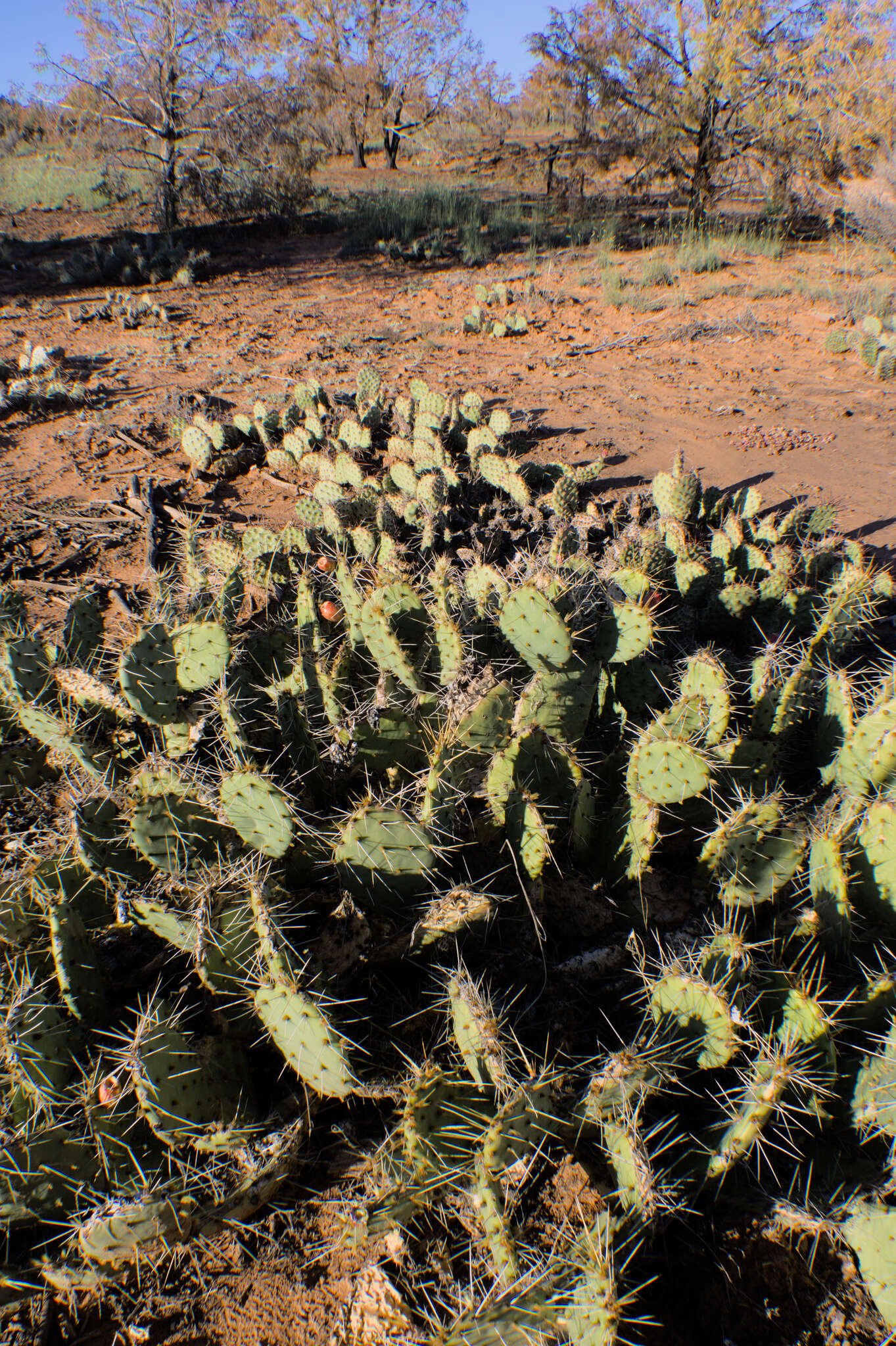 Opuntia zuniensis的圖片