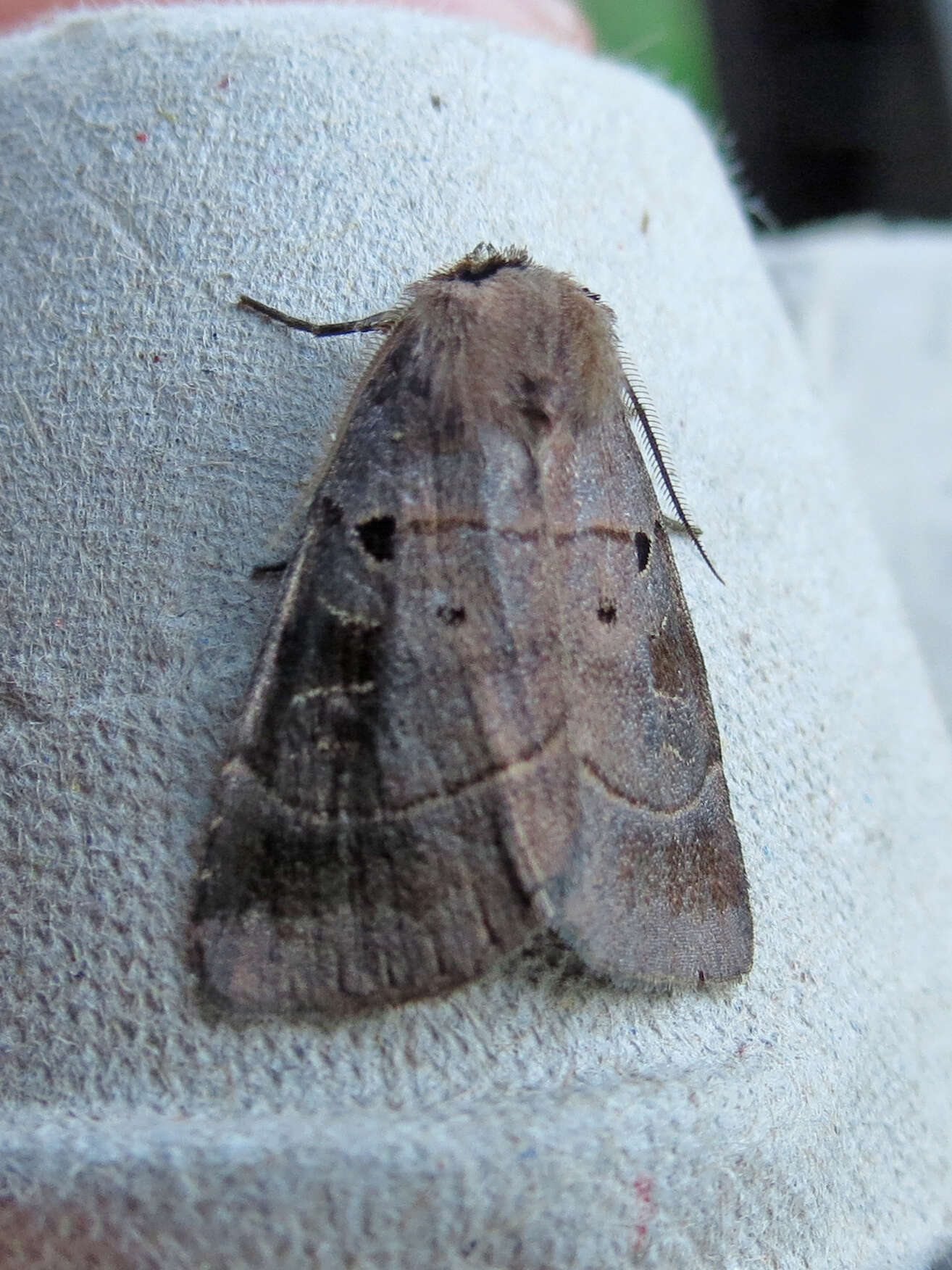 Image of Pale-banded Dart