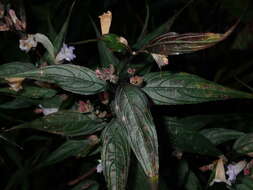 Strobilanthes persicifolia (Lindl.) J. R. I. Wood resmi