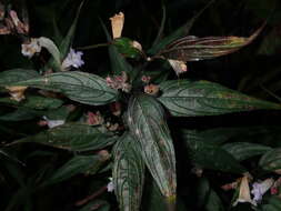 صورة Strobilanthes persicifolia (Lindl.) J. R. I. Wood