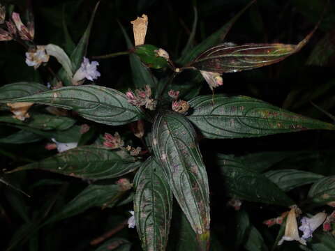 Imagem de Strobilanthes persicifolia (Lindl.) J. R. I. Wood