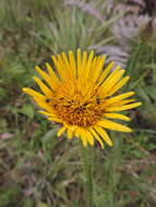 Sivun Berkheya echinacea (Harv.) Burtt Davy kuva