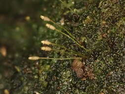 Image of ovate tetrodontium moss