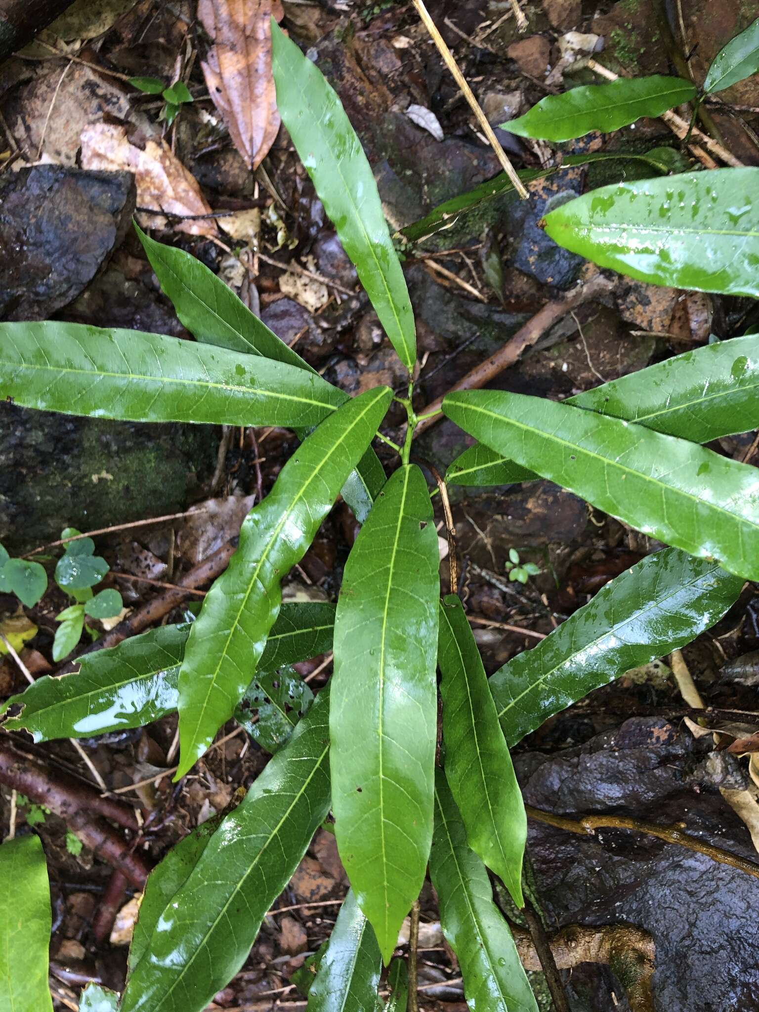 Image of Carronia multisepalea F. Müll.