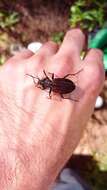 Image of Carabus (Macrothorax) rugosus celtibericus Germar 1824