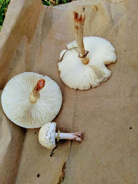 Image of Chlorophyllum hortense (Murrill) Vellinga 2002