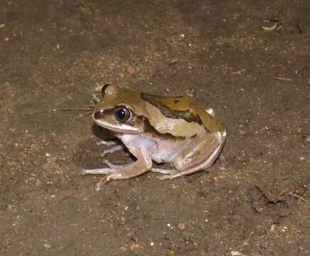 Image of Mozambique tree frog