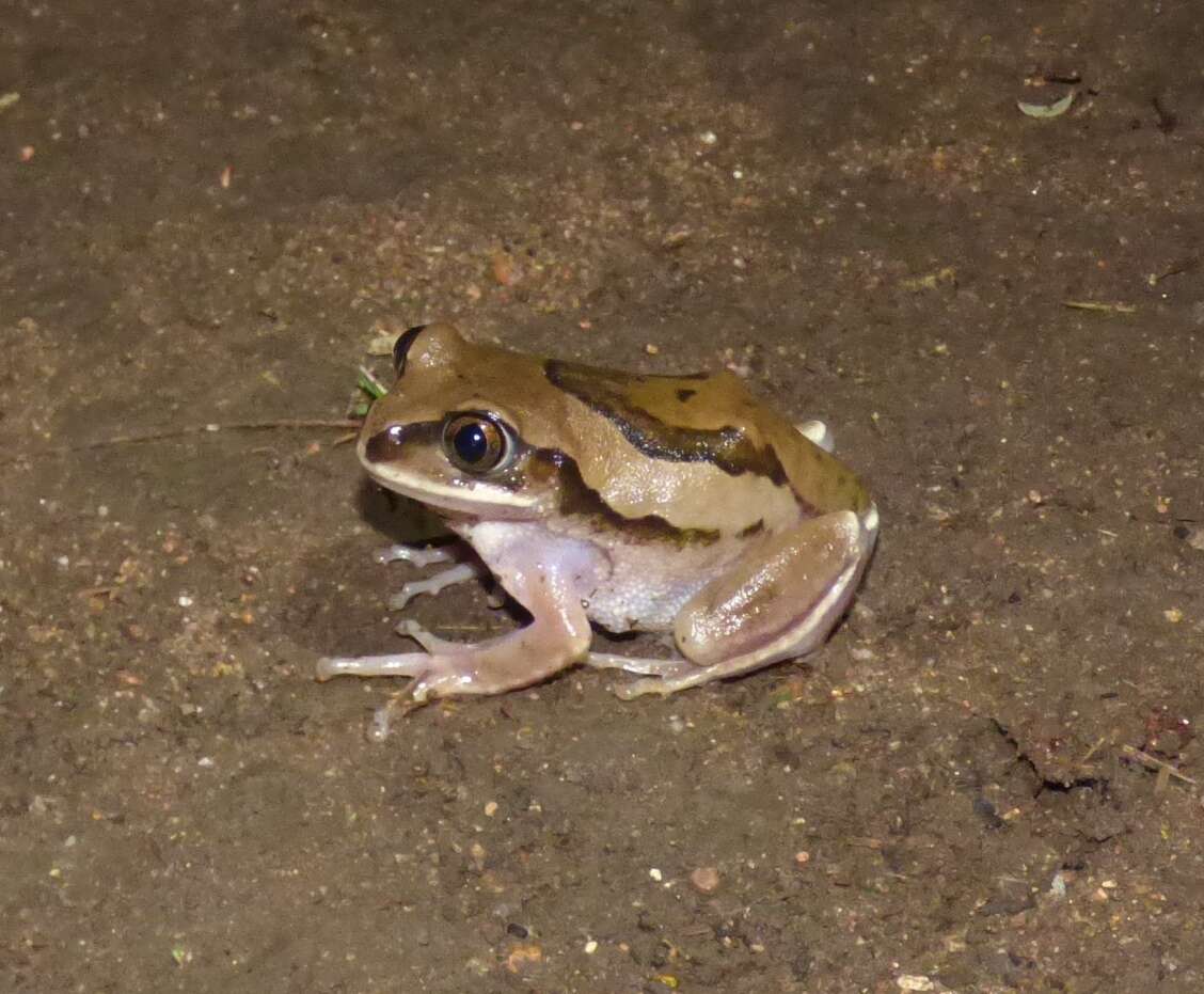 Image of Mozambique tree frog