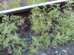 Image of Artemisia dubia Wall. ex Bess.