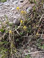 Image of yellow whitlow-grass