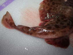 Image of Chinese numbfish