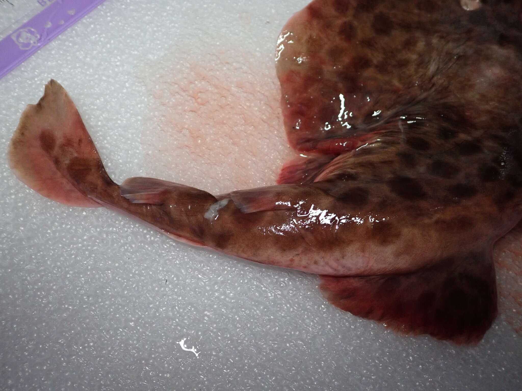 Image of Chinese numbfish