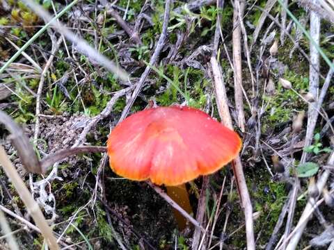 Image of Hygrocybe conicoides (P. D. Orton) P. D. Orton & Watling 1969