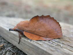 Image of lappet moth