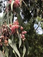 Eucalyptus sideroxylon A. Cunn. ex Woolls resmi