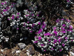 Imagem de Gibbaeum pubescens (Lettsom ex Haw.) N. E. Br.