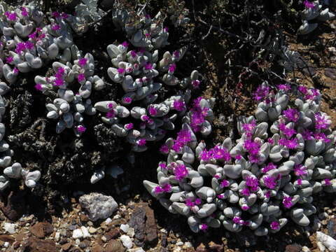 Imagem de Gibbaeum pubescens (Lettsom ex Haw.) N. E. Br.