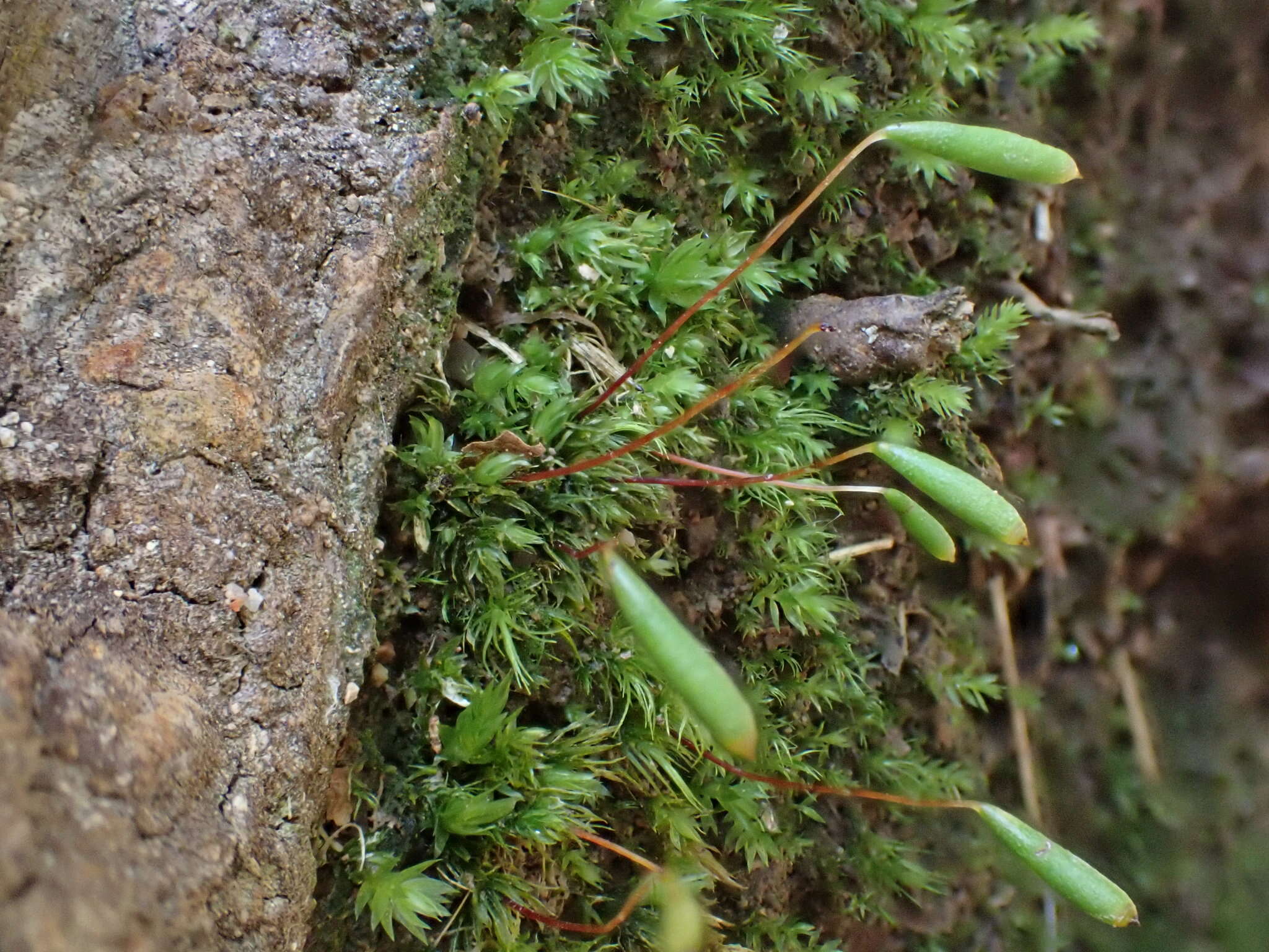 Image of elongate pohlia moss