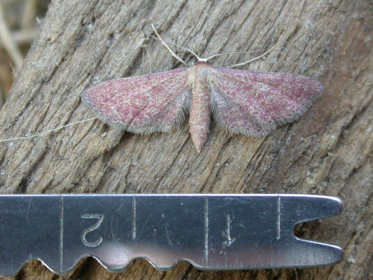 Image of Idaea infirmaria Rambur 1833