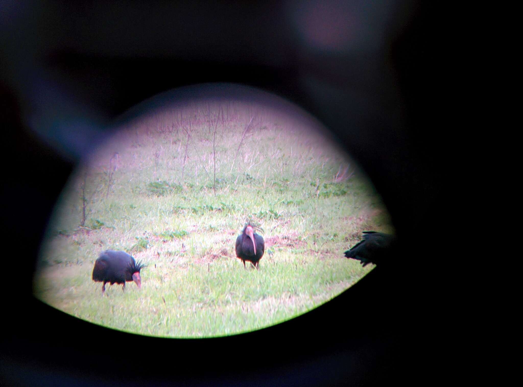 Image of Bald Ibis