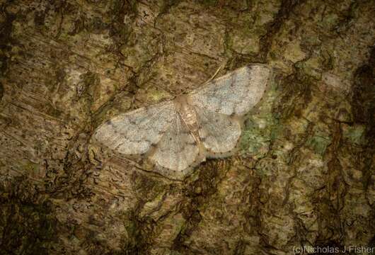 Image of Idaea pilosata Warren 1898