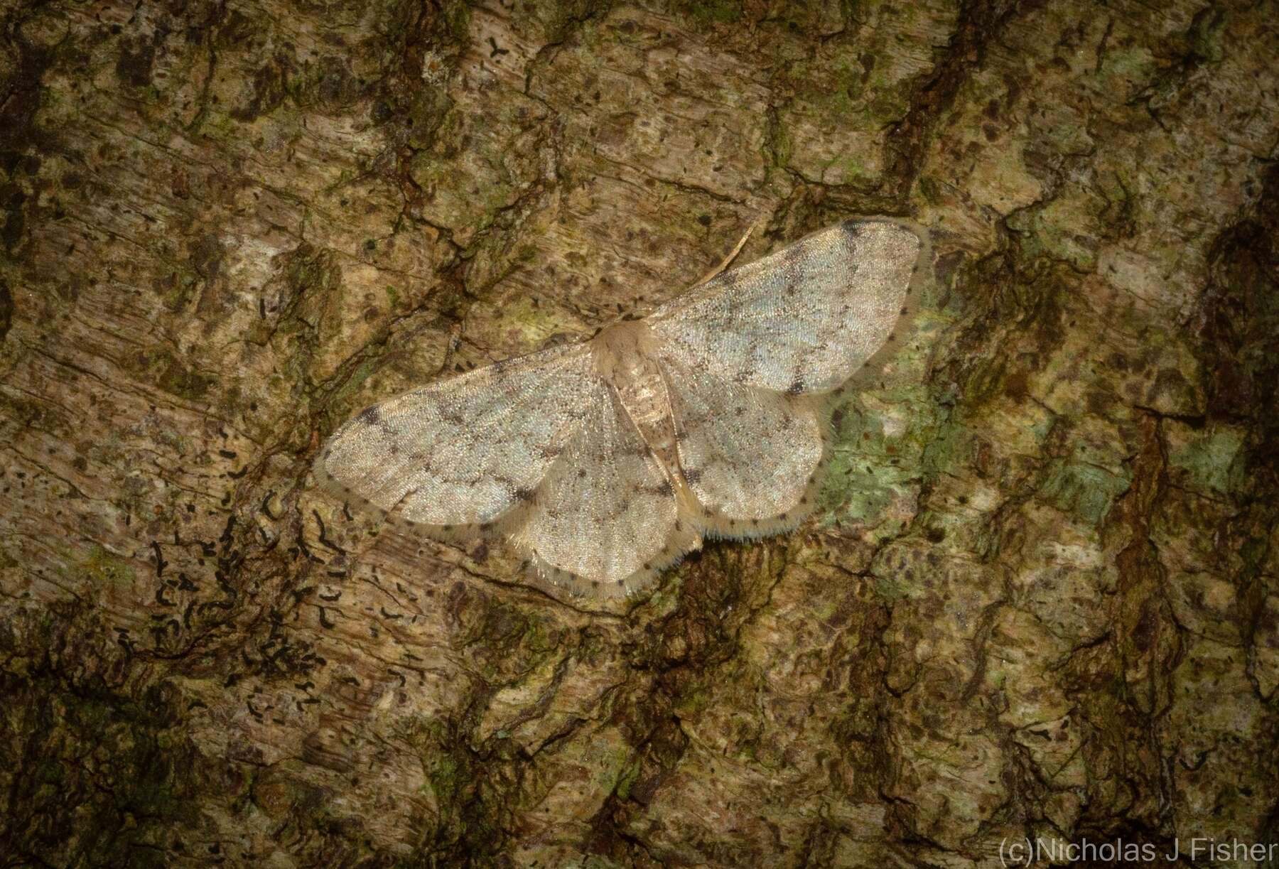 صورة Idaea pilosata Warren 1898