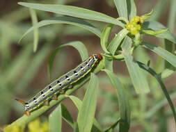 Image of Hyles tithymali phaelipae Gil-T. & Gil-Uceda 2012